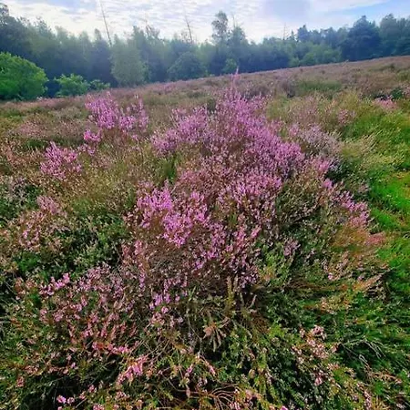 Chalet Op Rustig Park In De