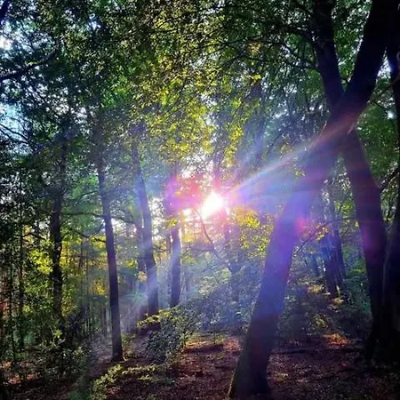 シャレー Op Rustig Park In De *