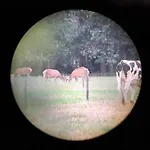 Op Rustig Park In De * 皮滕