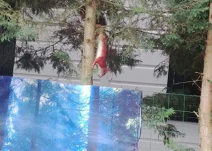 Op Rustig Park In De Domek alpejski *