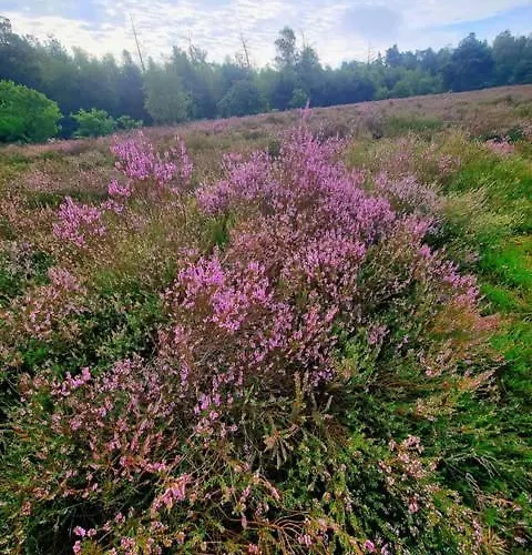 Domek alpejski Op Rustig Park In De