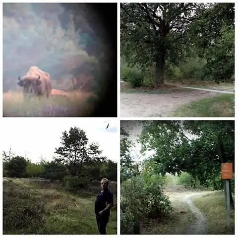 Op Rustig Park In De Domek alpejski Putten